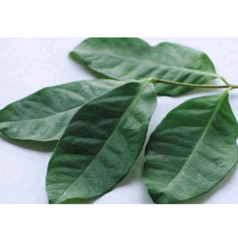 

Daun Salam Segar Bumbu Dapur