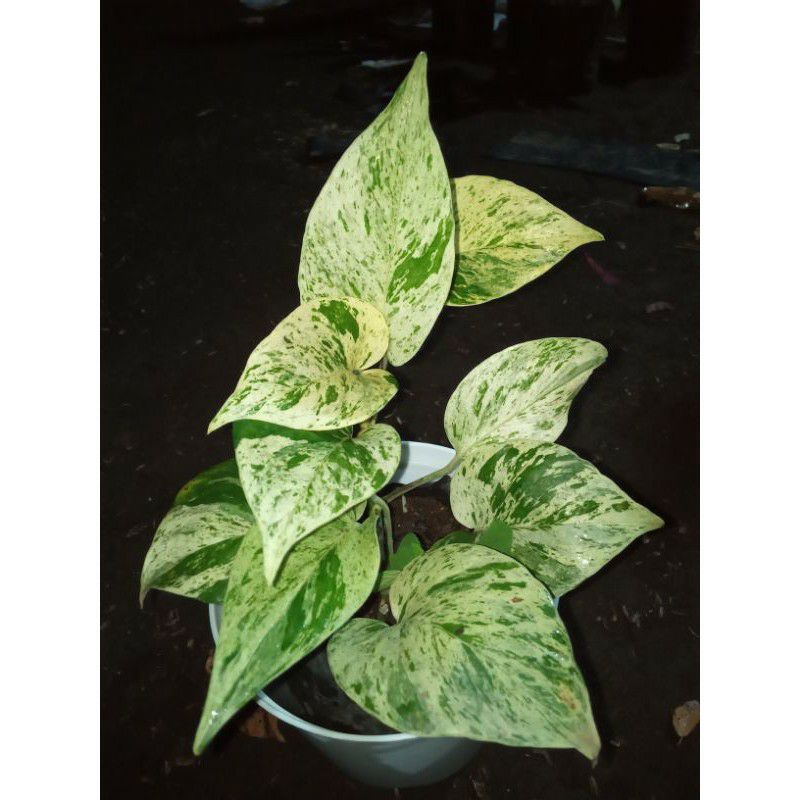 Sirih marble Queen