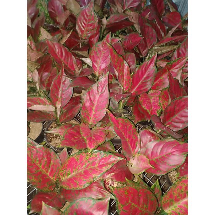 Tanaman Hias Aglaonema / Aglonema Red King