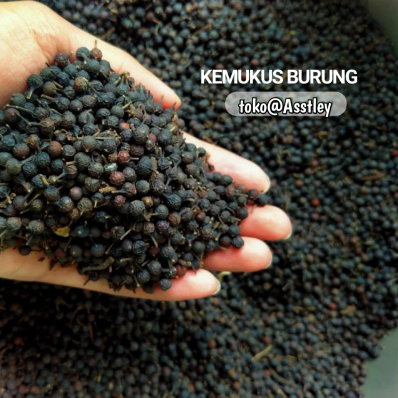 

Biji kemukus kering 1 kg pilihan kualitas sortir