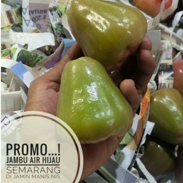 

buah jambu air hijau semarang manis