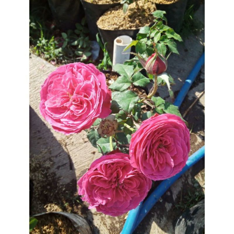 MAWAR IMPORT YUZEN RUMPUN SIZE REMAJA