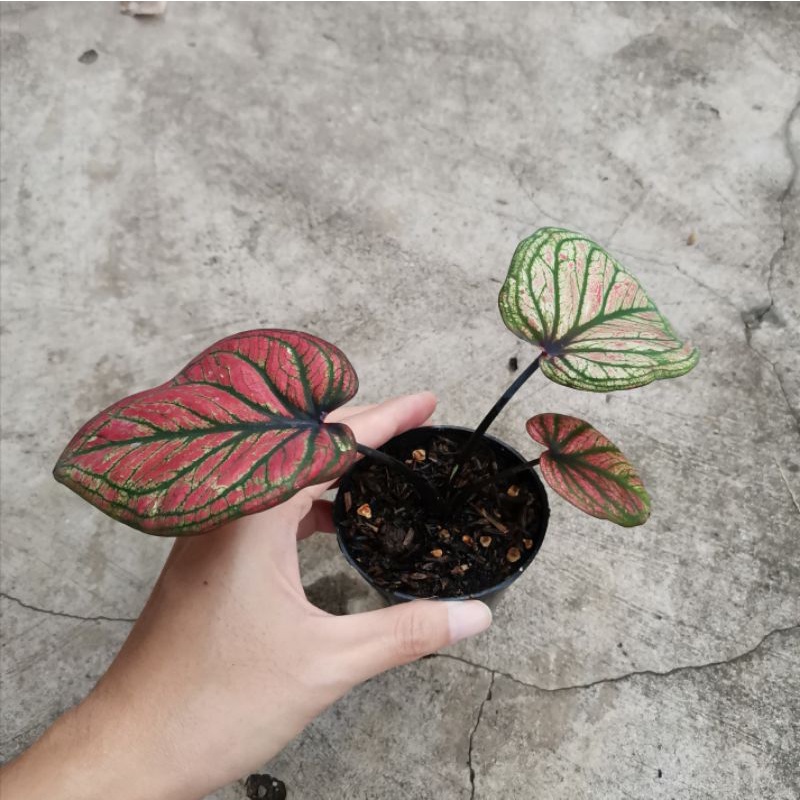 Keladi hibrid Red Stone Thailand (Mascota) - Bibit Caladium real pict sesuai foto