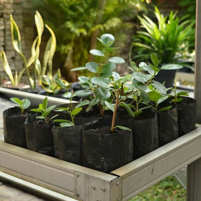 jual      Bibit Tanaman Bonsai Beringin Korea - Beringin Dolar      _