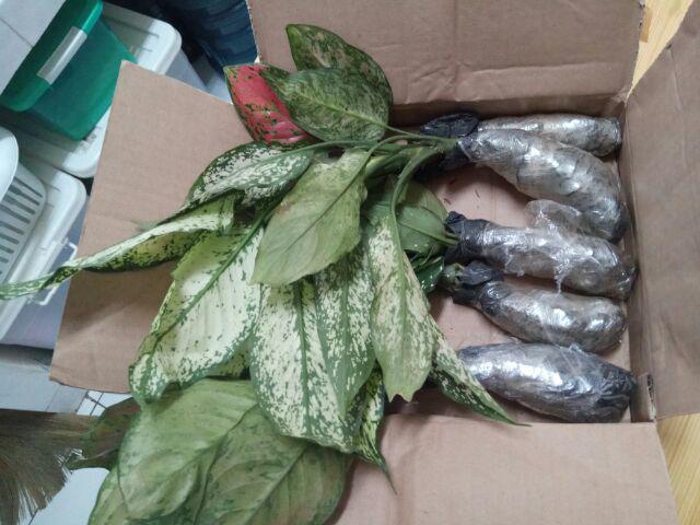 Tanaman Hias Aglonema Engheng-hengheng