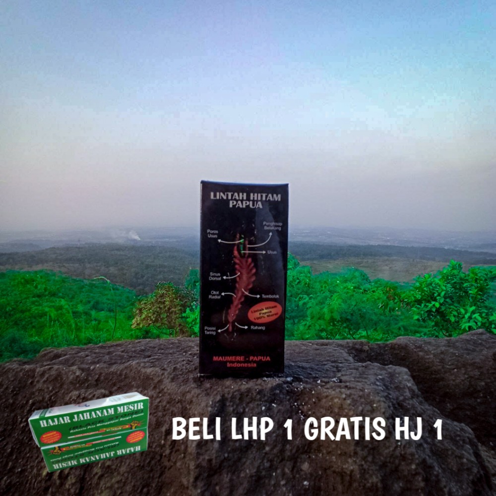 Lintah hitam papua original