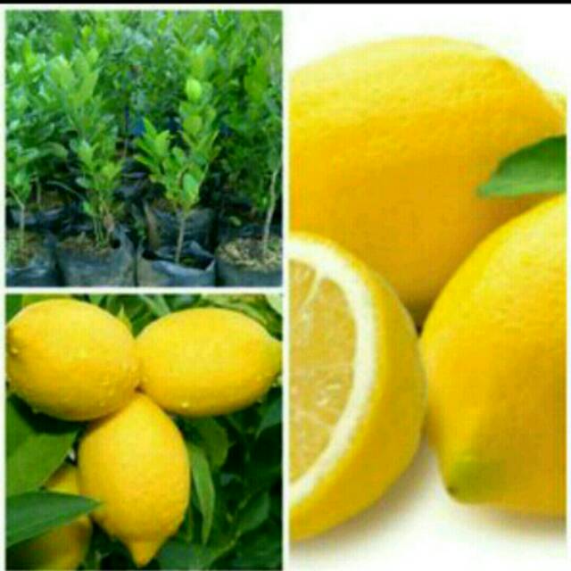 BIBIT BUAH JERUK LEMON CALIFORNIA