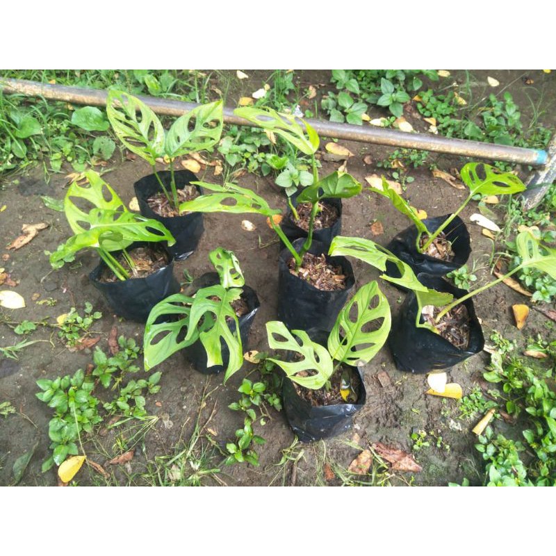 tanaman hias janda bolong 2-4 daun