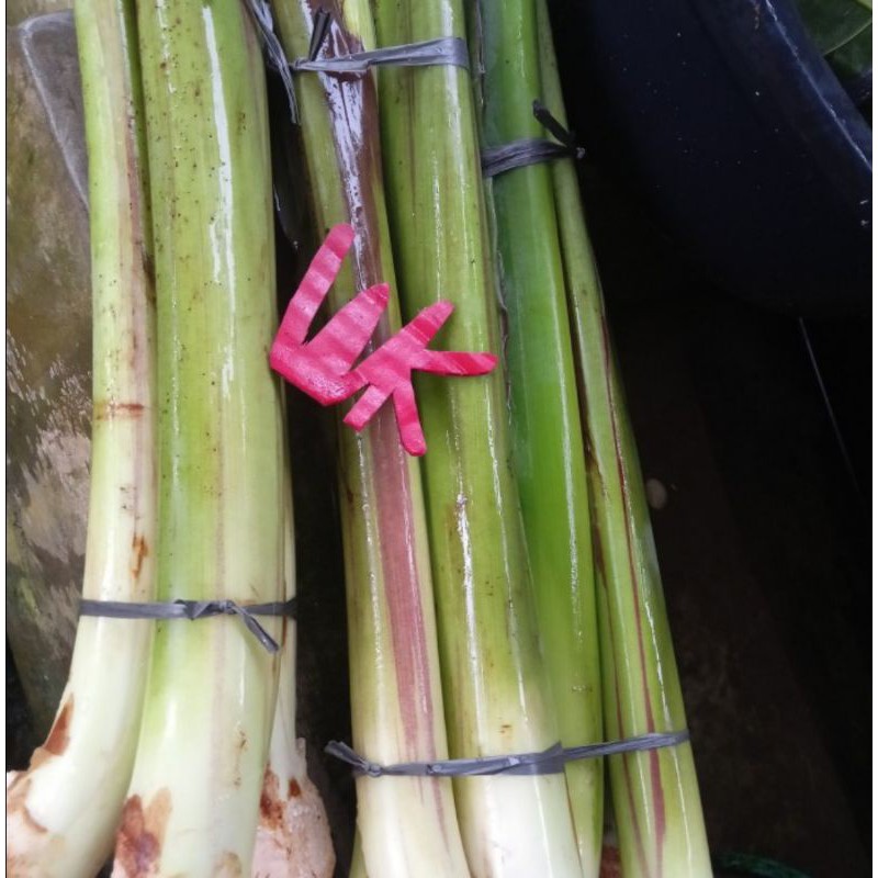 

Batang Lompong / Batang Talas per kg