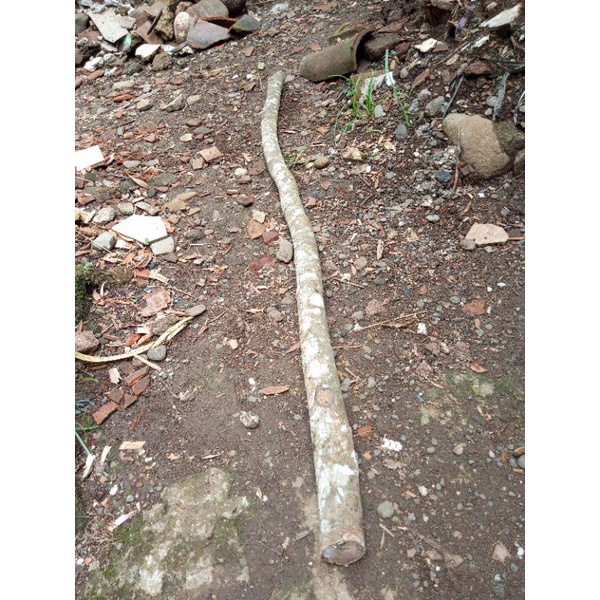 120cm Kayu nagasari asli bahan kerajinan tongkat jalan liontin gelang kalung tongkat komando teken