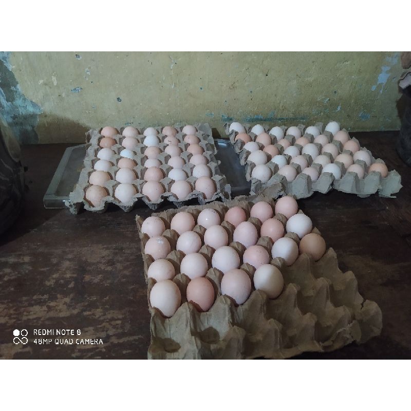 

Telur Ayam Kampung