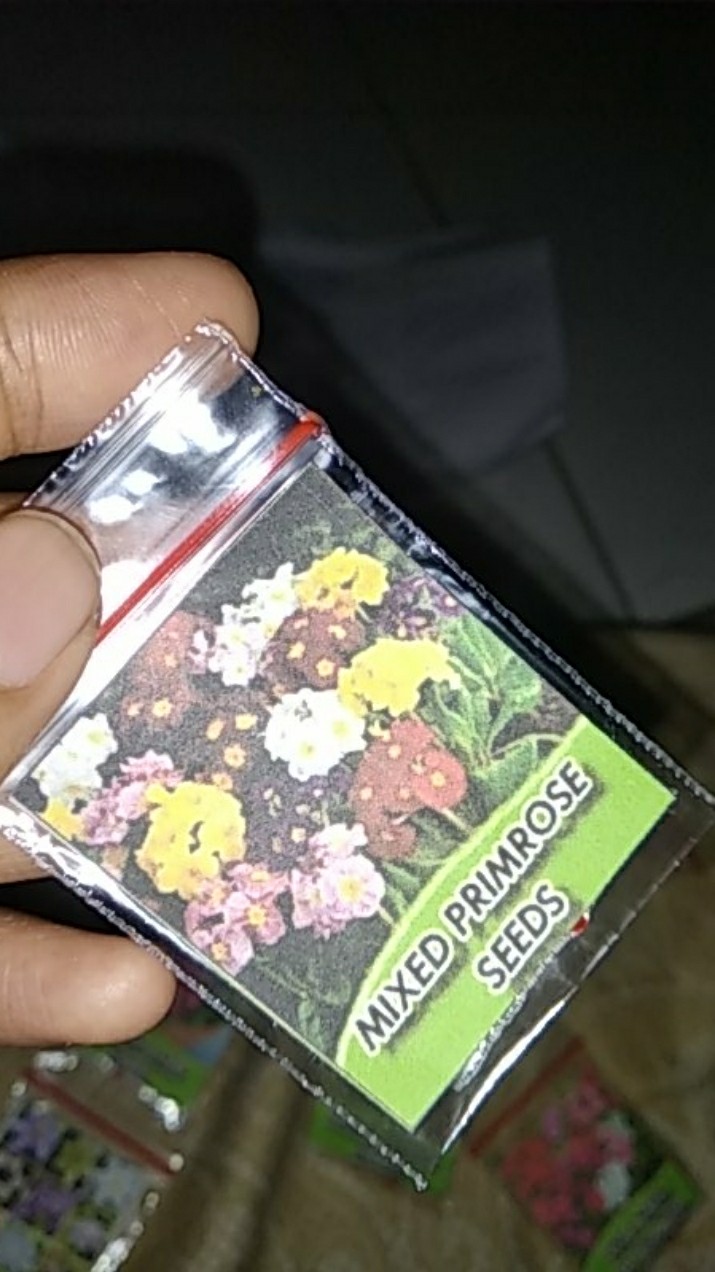 Biji Bunga Evening Primrose (primula) Mixedb