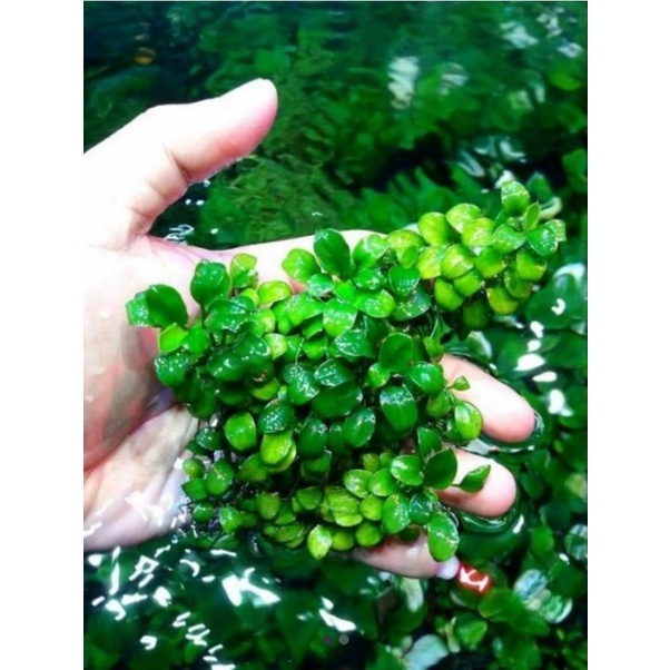 anubias petite