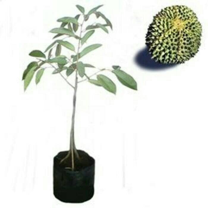 durian duri hitam kaki 3