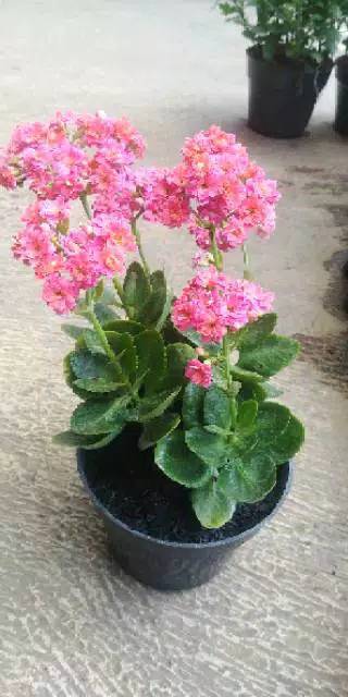 CALADIFA ( KALADIFA )Bunga COCOR BEBEK merah fanta / KALANCHOE