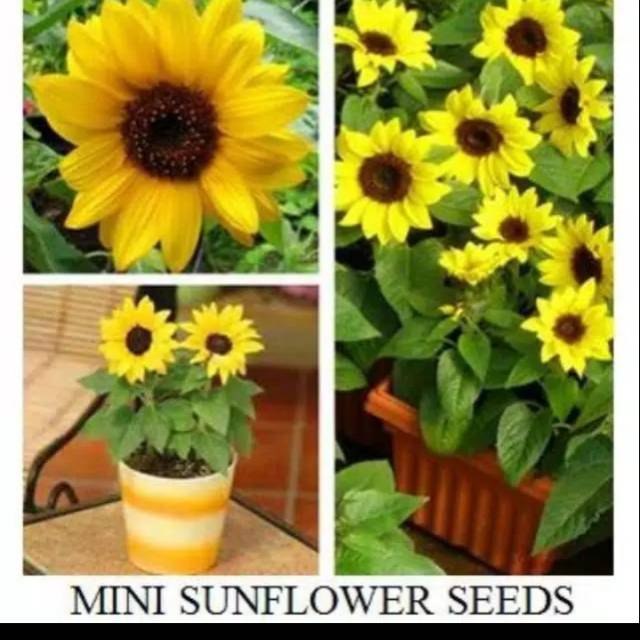 Biji, benih bunga sun flower mini, bunga matahari mini