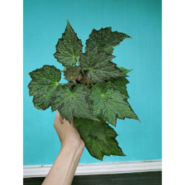 Begonia daun