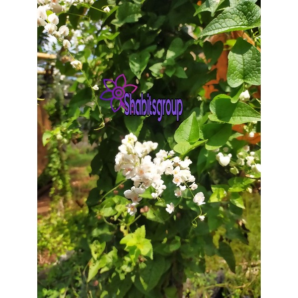 Tanaman hias air mata pengantin bunga putih - tanaman juntai air mata pengantin bunga putih