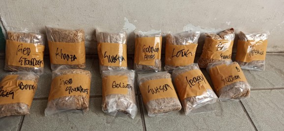 Bonggol Bunga Aglonema Golden Hope