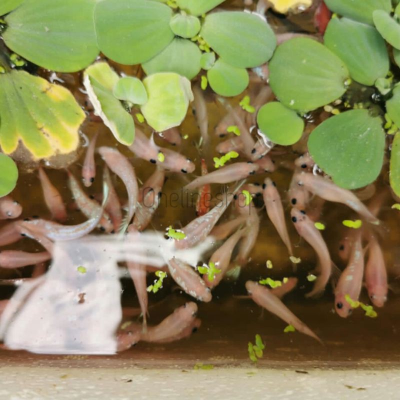 Cupang Hias Celo Line Multicolour