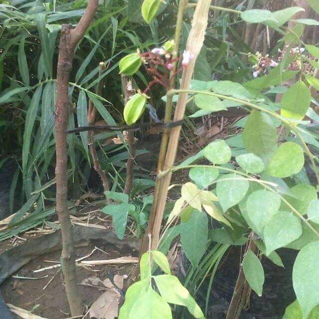 BIBIT BELIMBING MADU