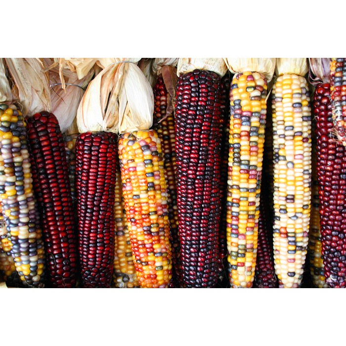 

benih bibit seeds Ornamental Corn Seeds Rainbow unik beautiful rare easy to grow
