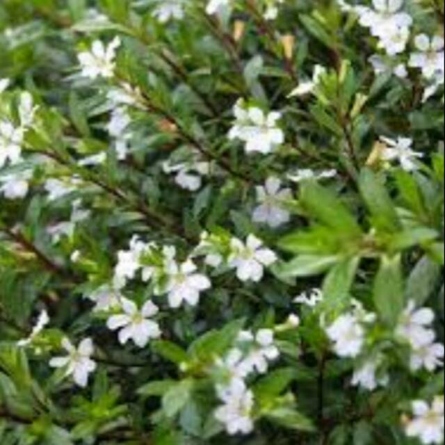 Suplier Tanaman Taiwan Beauty White 6Qn6pAcnEqbRV