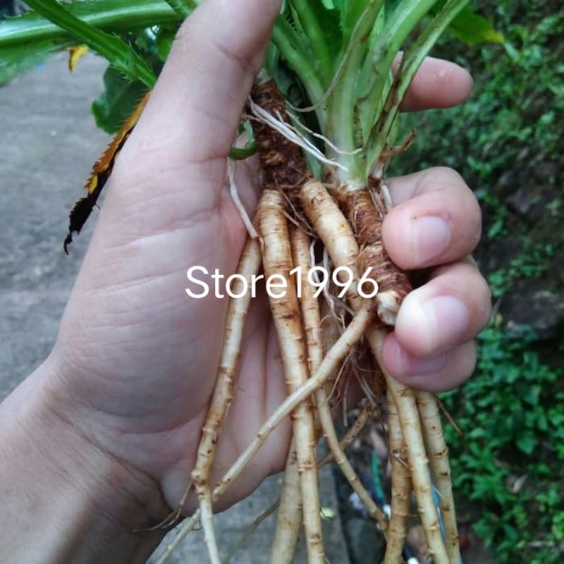 

Daun walang Geni segar 500 gram