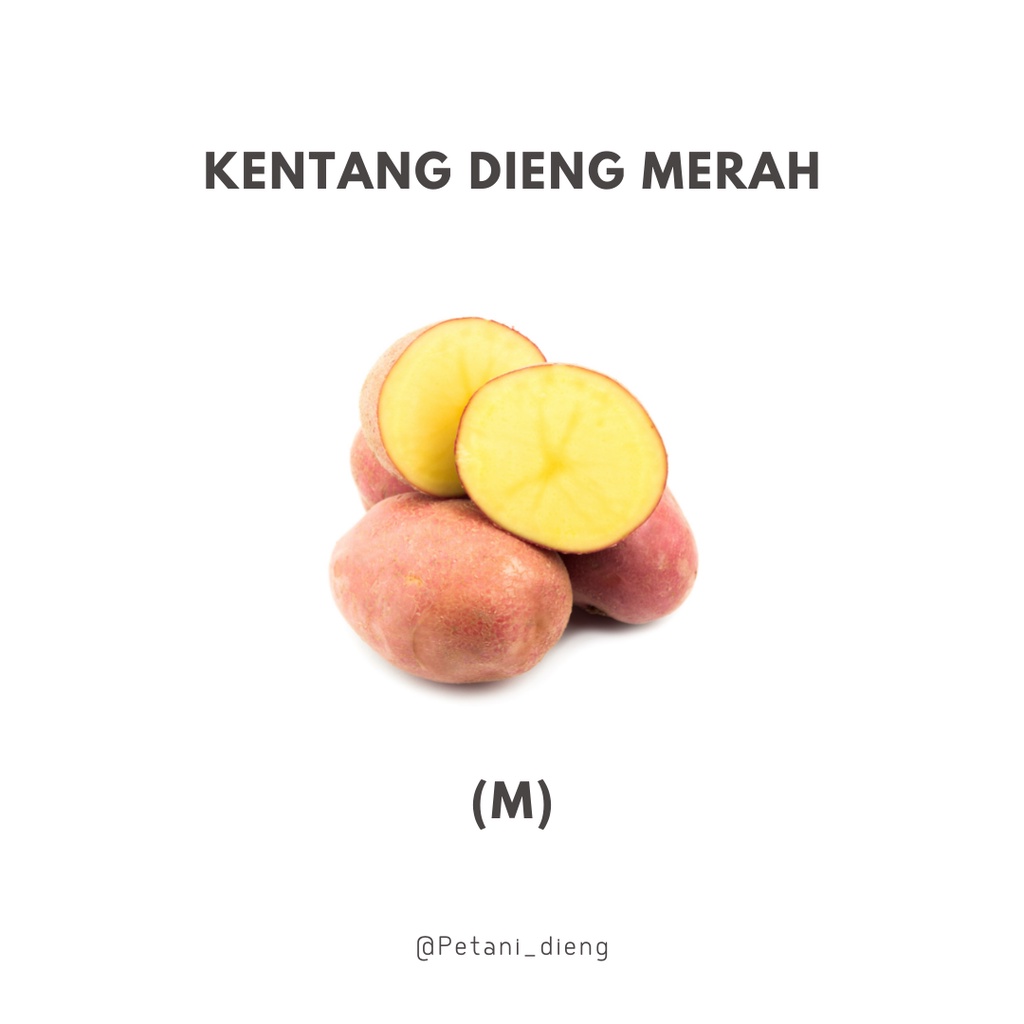 

Kentang Merah Dieng[M] 500g isi 4-6 buah | Kualitas Super langsung dari Petani Dieng