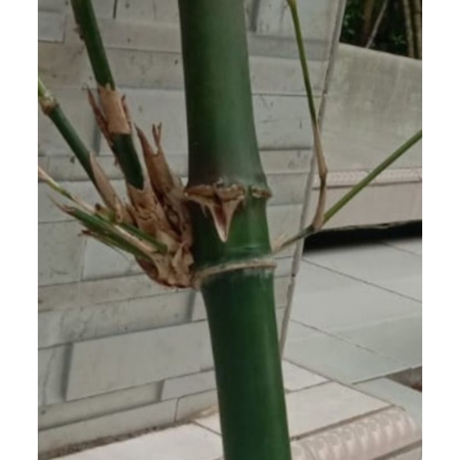 BAMBU PETUK ASLI