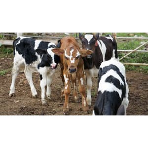 Susu Segar Murni Langsung Dari Peternakan Sapi Bintang Tani Madani