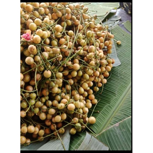 

Kepundung merah / jirak