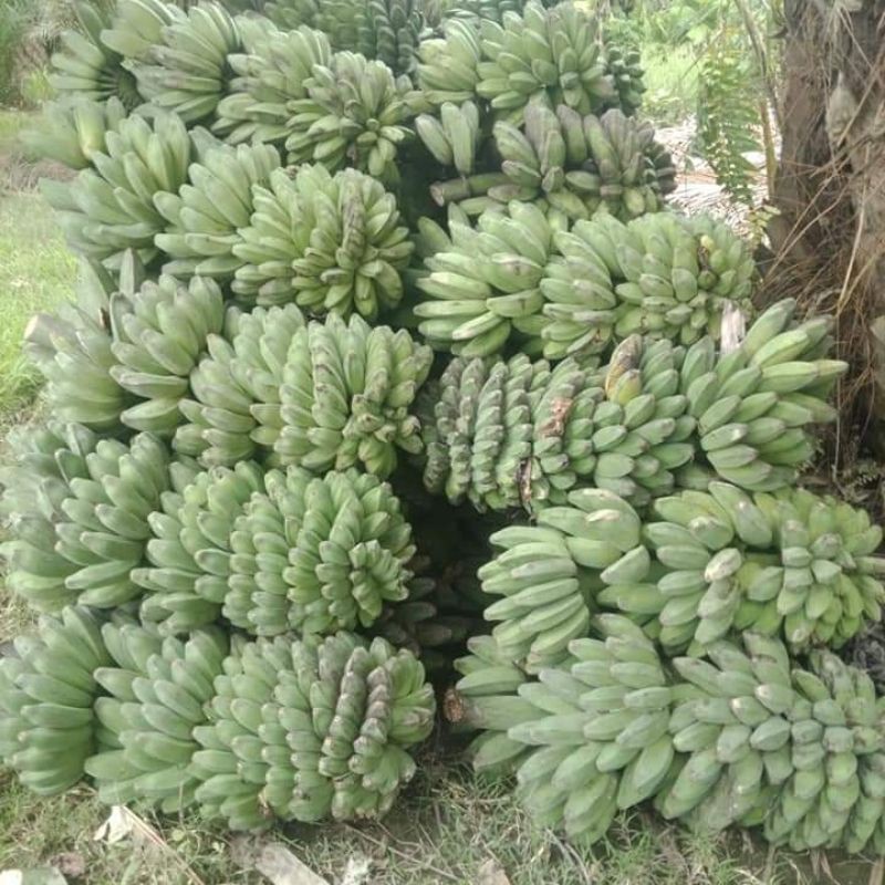 BEST SELLER!!!, Jual Bibit Pisang Kepok Tanjung, Jual Bibit Pisang Kepok Tanpa Jantung