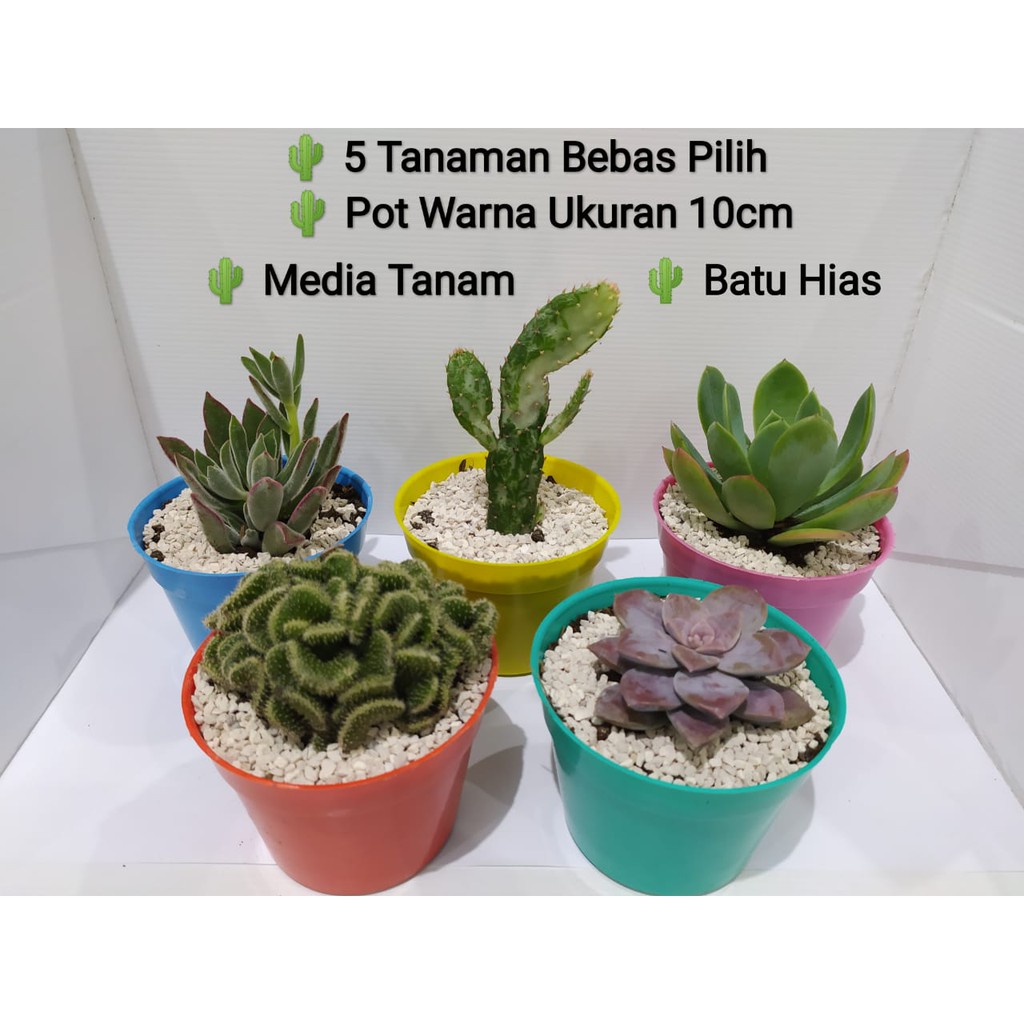 Paket Lengkap 5pcs Sukulen Kaktus  Pot  Warna  Warni  Shopee 