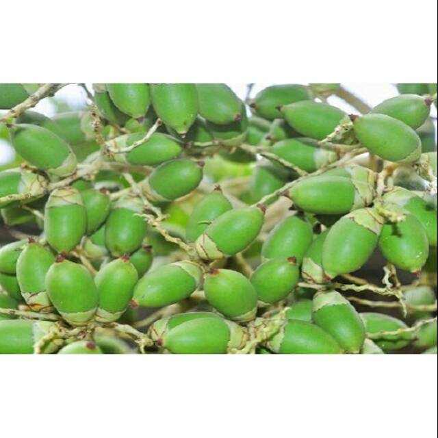 

Buah pinang mentah fresh 500g