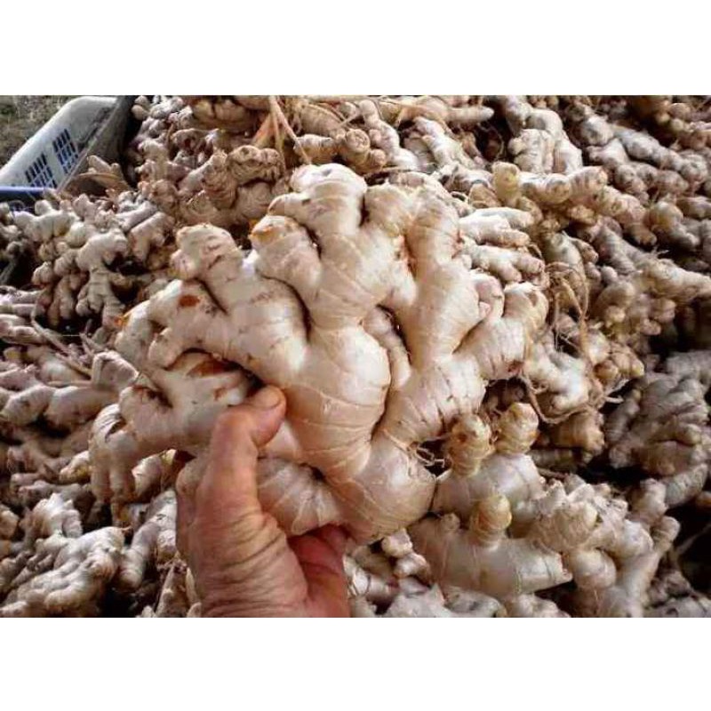 

jahe gajah/ 1kg 15000