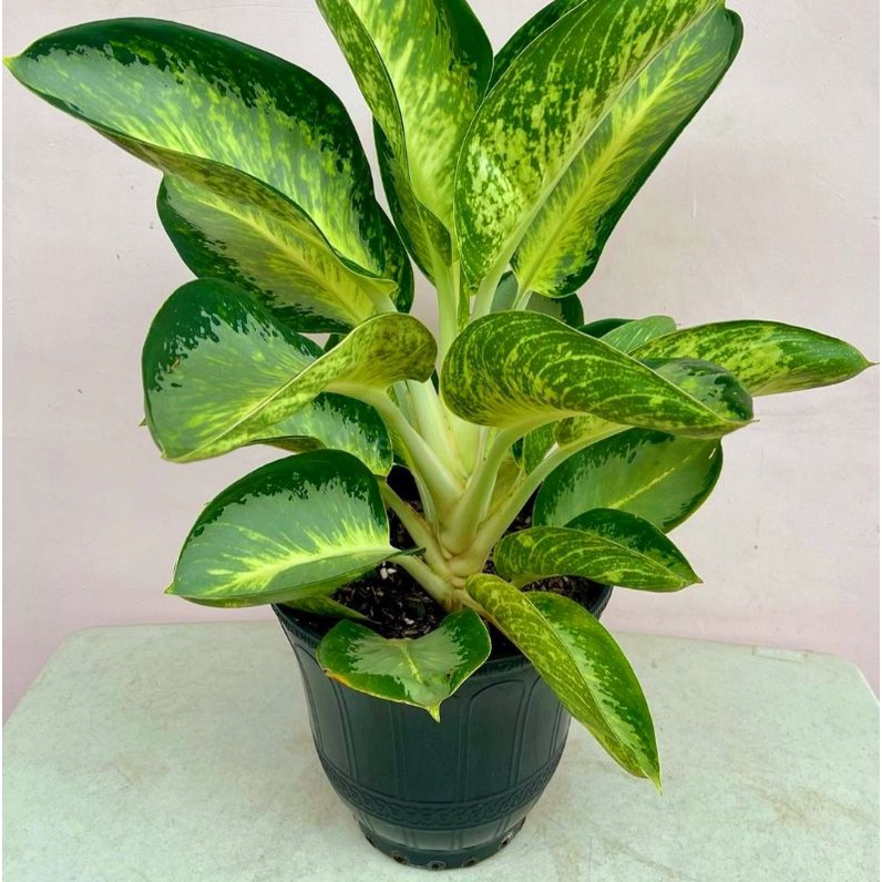 Aglonema Green Bowl - Tanaman hias aglaonema Green Bowl - tanaman hias hidup - bunga hidup - bunga a