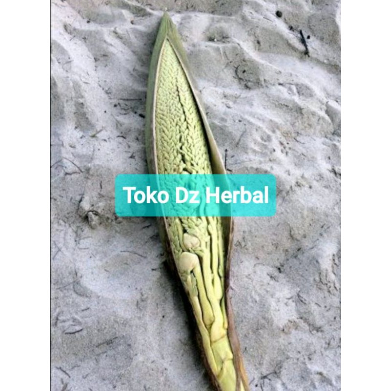 

Bunga kelapa segar / mancung kelapa-az