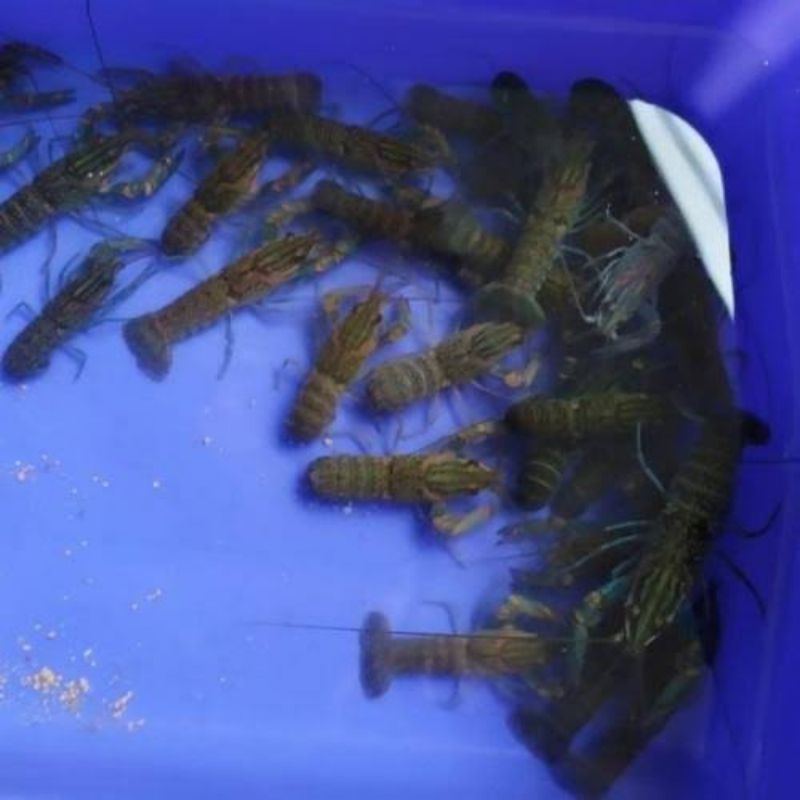 bibit lobster air tawar 6cm-10cm
