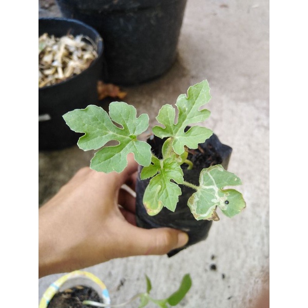bibit bunga matahari