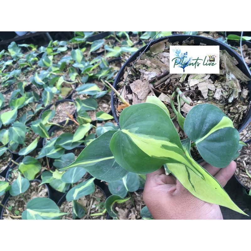 sirih brazil philodendron brazil