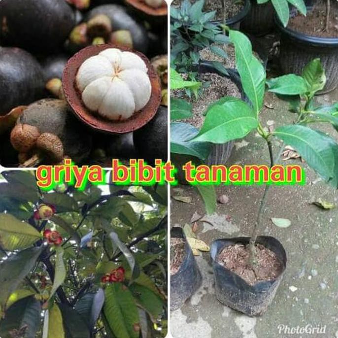 *_$ Bibit Buah Manggis Hibrida Cod