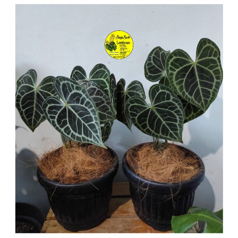 TANAMAN HIAS ANTHURIUM KUPING GAJAH + POT HITAM