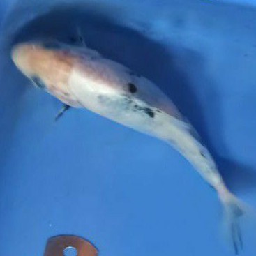 ikan koi Bekko anakan Import breeder terkenal di BK Blitar