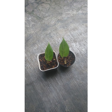 baby aglonema red borju bawa bonggol