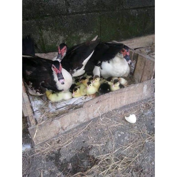 Telur Entok - Mentok Untuk Program Hamil-2