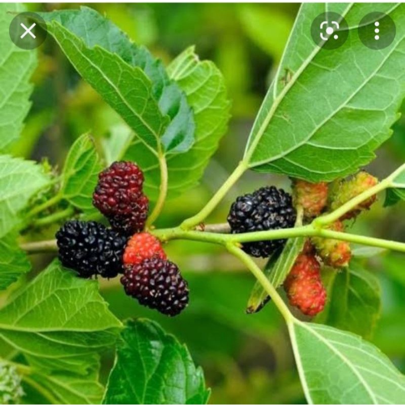 

daun /bubuk murbei /mulberry