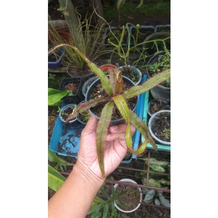 drosera