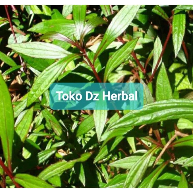 

Daun Prasman Segar 500 gram petik langsung-az