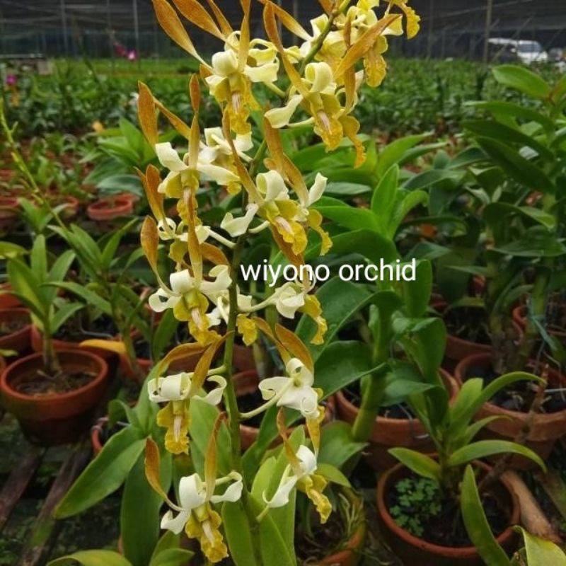 Anggrek Dendrobium Chan Chao